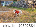 愛犬の写真 90502384