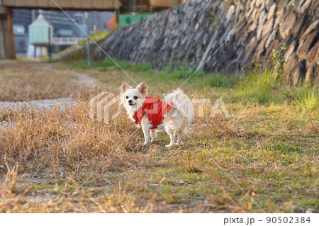 愛犬の写真 90502384
