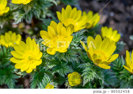 フクジュソウ 90502458