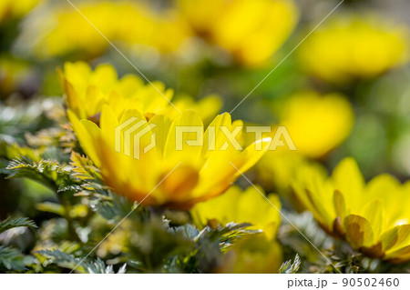 フクジュソウ 90502460