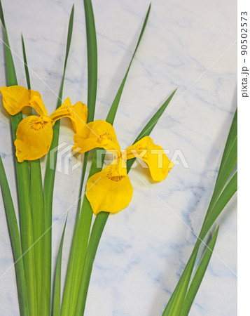 初夏に咲くアヤメ科の花キショウブ 90502573