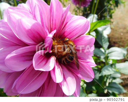 ダリアとダリアの花に群がる蜂 90502791