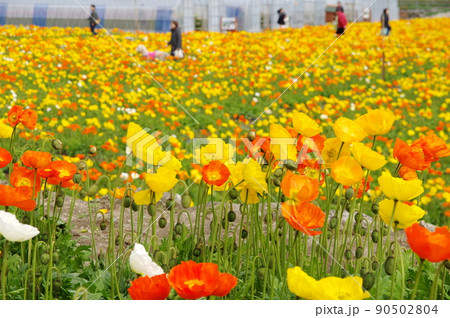 満開のアイスランドポピーの花畑 90502804