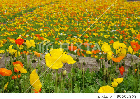 アイスランドポピーの花畑 アイスランドポピーの花畑 90502808