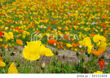アイスランドポピーの花畑 アイスランドポピーの花畑 90502809