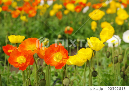 アイスランドポピーの花畑 アイスランドポピーの花畑 90502813