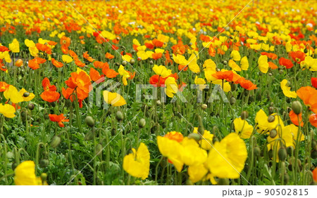 アイスランドポピーの花畑 アイスランドポピーの花畑 90502815