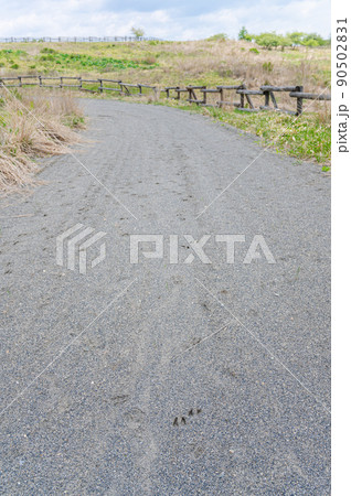 高原に残るイノシシの足跡 90502831