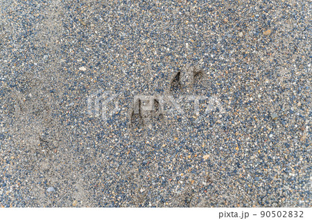 イノシシの足跡 90502832