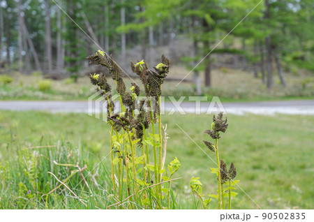 オニゼンマイ 90502835