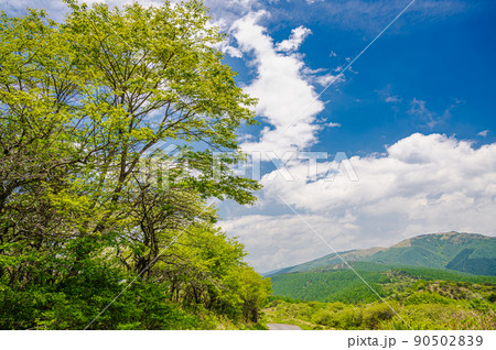 新緑の高ボッチから見る鉢伏山 新緑の高ボッチから見る鉢伏山 90502839