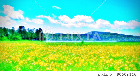 尾瀬大江湿原のニッコウキスゲ 尾瀬大江湿原のニッコウキスゲ 90503116