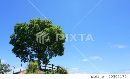 一本の木と空 90503172