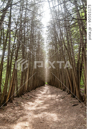 A road going into the distance in forest with walls of trees without leaves 90503175