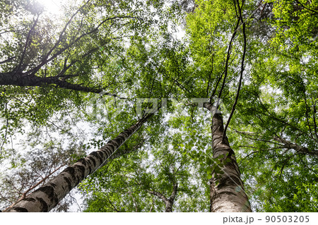Bottom-up view of the crown of tall trees 90503205