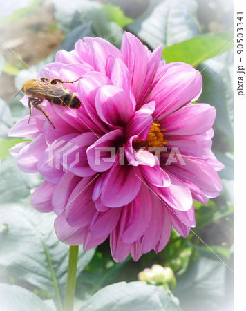 ダリアとダリアの花に群がる蜂 90503341
