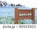 ひたち海浜公園、みはらしの丘のネモフィラ 90503825
