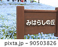 ひたち海浜公園、みはらしの丘のネモフィラ 90503826