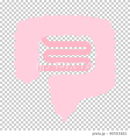 大腸と小腸。健康な腸内環境。腸活イメージ。 90503881