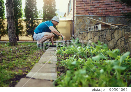 Skilled male gardener engaged in organic vegetables growing, planting in open ground seedlings of lettuce in springtime 90504062
