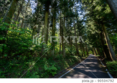 【国道157号】森林のトンネル区間 90504792