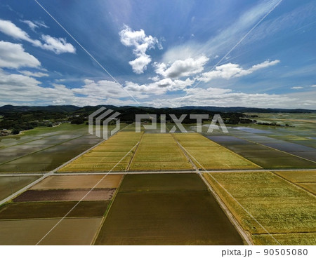 実りの麦畑 空撮 実りの麦畑 空撮 90505080