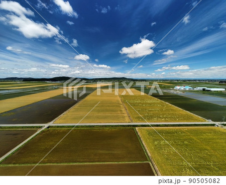 実りの麦畑 空撮 実りの麦畑 空撮 90505082