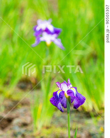 爽やかな初夏の景色　カラフルで華やかな満開の花菖蒲 90505307