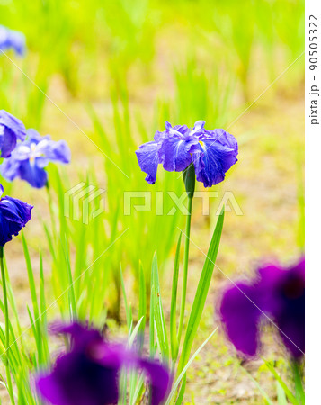 爽やかな初夏の景色　カラフルで華やかな満開の花菖蒲 90505322