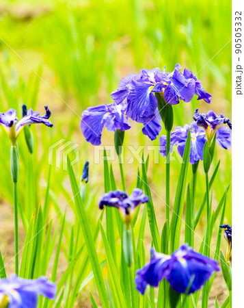 爽やかな初夏の景色　カラフルで華やかな満開の花菖蒲 90505332