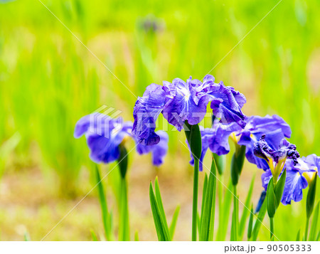爽やかな初夏の景色　カラフルで華やかな満開の花菖蒲 90505333