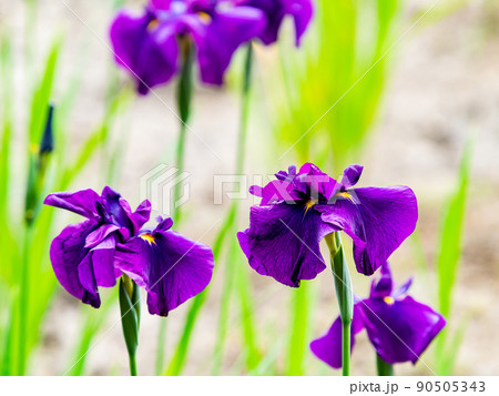 爽やかな初夏の景色　カラフルで華やかな満開の花菖蒲 90505343