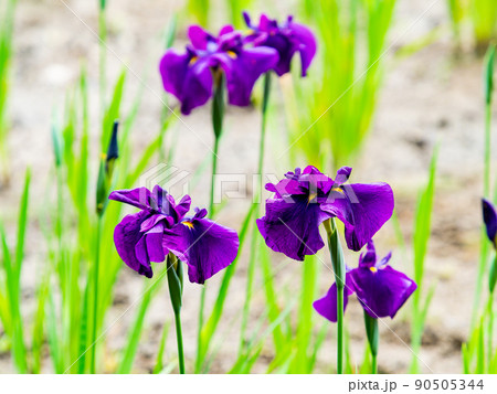 爽やかな初夏の景色　カラフルで華やかな満開の花菖蒲 90505344