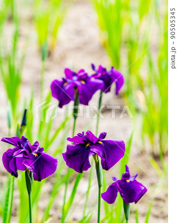 爽やかな初夏の景色　カラフルで華やかな満開の花菖蒲 90505345