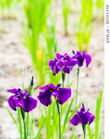 爽やかな初夏の景色　カラフルで華やかな満開の花菖蒲 90505346
