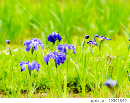 爽やかな初夏の景色 カラフルで華やかな満開の花菖蒲 爽やかな初夏の景色 カラフルで華やかな満開の花菖蒲 90505349