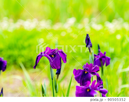 爽やかな初夏の景色　カラフルで華やかな満開の花菖蒲 90505352
