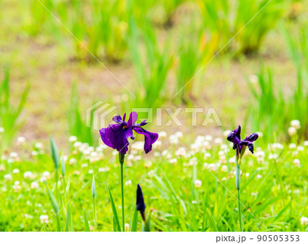爽やかな初夏の景色　カラフルで華やかな満開の花菖蒲 90505353