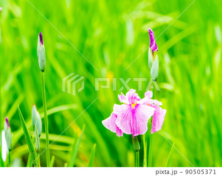 爽やかな初夏の景色　カラフルで華やかな満開の花菖蒲 90505371