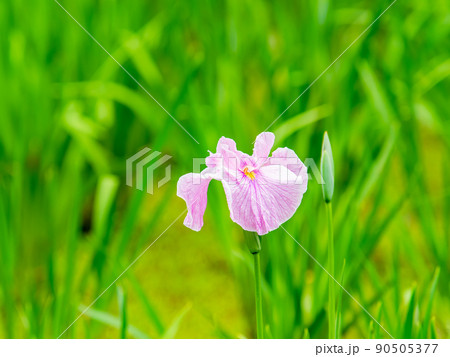 爽やかな初夏の景色 カラフルで華やかな満開の花菖蒲 爽やかな初夏の景色 カラフルで華やかな満開の花菖蒲 90505377