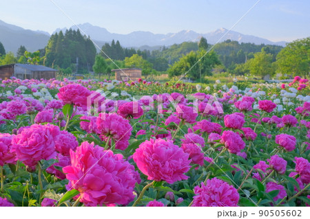 芍薬園と立山連峰 90505602