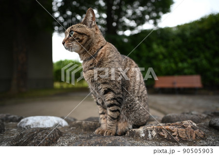 公園のキジトラ猫 公園のキジトラ猫 90505903
