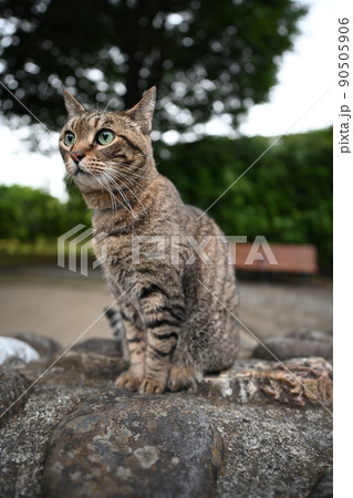 公園のキジトラ猫 公園のキジトラ猫 90505906