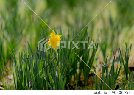 スイセン スイセン 90506058