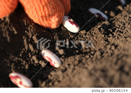Close up on farmer hands in protective gloves planting bean seeds in the ground. Planting seeds in the ground. Sowing company or agriculture concept 90506154