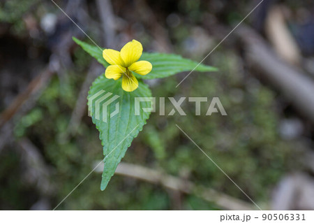 オオバキスミレ オオバキスミレ 90506331