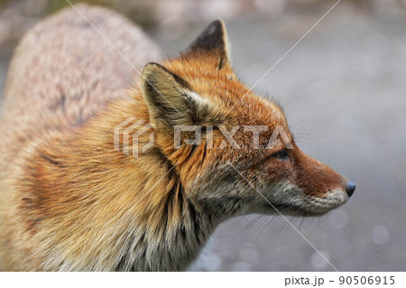 キツネ 90506915