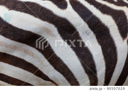Close up skin The burchell zebra is black and white for wildlife texture and pattern Close up skin The burchell zebra is black and white for wildlife texture and pattern 90507029