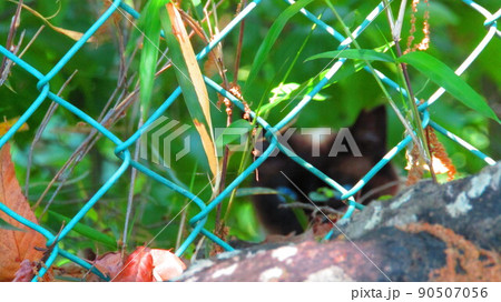 こちらをじっと見つめる白黒の山猫 こちらをじっと見つめる白黒の山猫 90507056