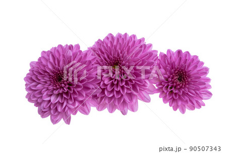 chrysanthemum isolated 90507343